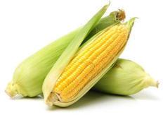 Fresh Maize, Color : Yellow