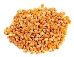 Indian Raw Maize