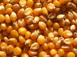 Oval Raw Maize, for Animal Food, Cattle Feed, Style : Dried