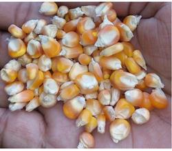 Oval Common yellow maize, for Animal Food, Cattle Feed, Human Food, Making Popcorn, Style : Dried