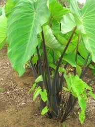 Organic Fresh Colocasia Leaves, Packaging Type : Packed in Plastic Bags