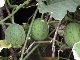 Fresh Cucumis Callosus