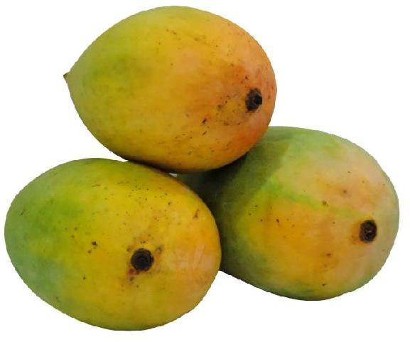 Fresh Gir Kesar Mango