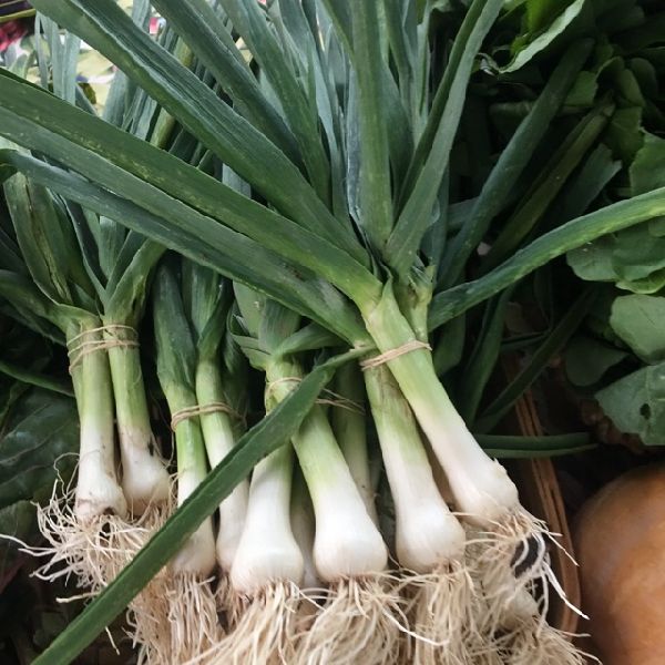 Organic Fresh Green Garlic, For Cooking, Fast Food, Snacks, Feature : Gluten Free