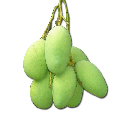 Organic Fresh Raw Mango, Feature : Bore Free, Fressness