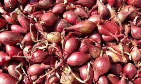 Organic Fresh Small Onion, for Cooking, Enhance The Flavour, Human Consumption, Packaging Type : Jute Bags