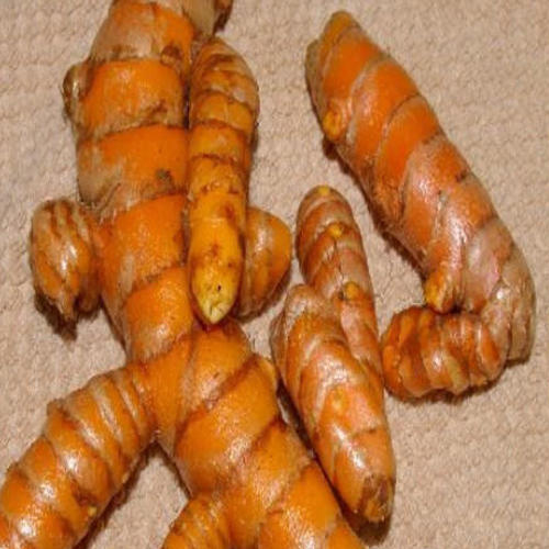 Fresh Turmeric, for Healthcares, Pharmaceuticals, Packaging Type : Packed In Plastic Bags