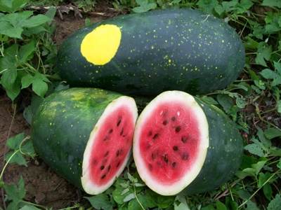 Organic fresh watermelon, Grade : Superior