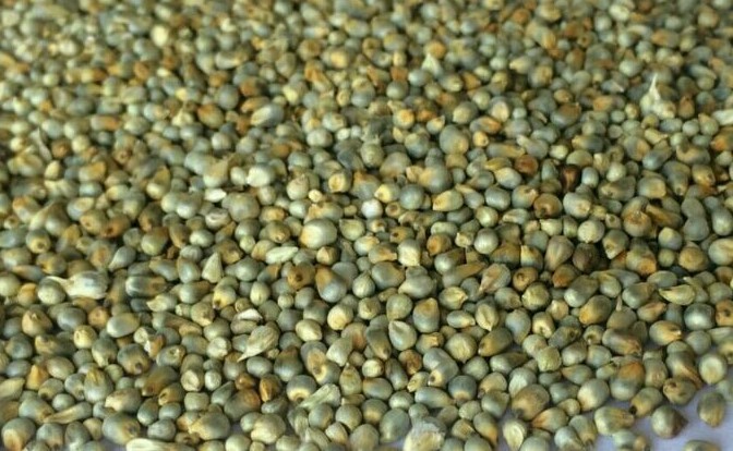 Organic Green Millet Seeds, for Cattle Feed, Cooking, Packaging Size : 25kg