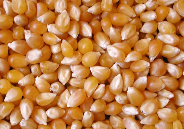 Organic maize seeds, Style : Dried