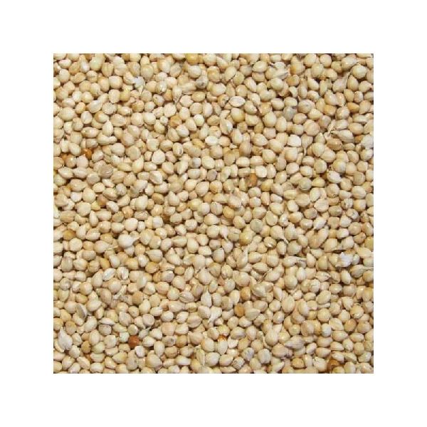 Organic White Millet Seeds, for Cattle Feed, Cooking, Packaging Size : 25kg