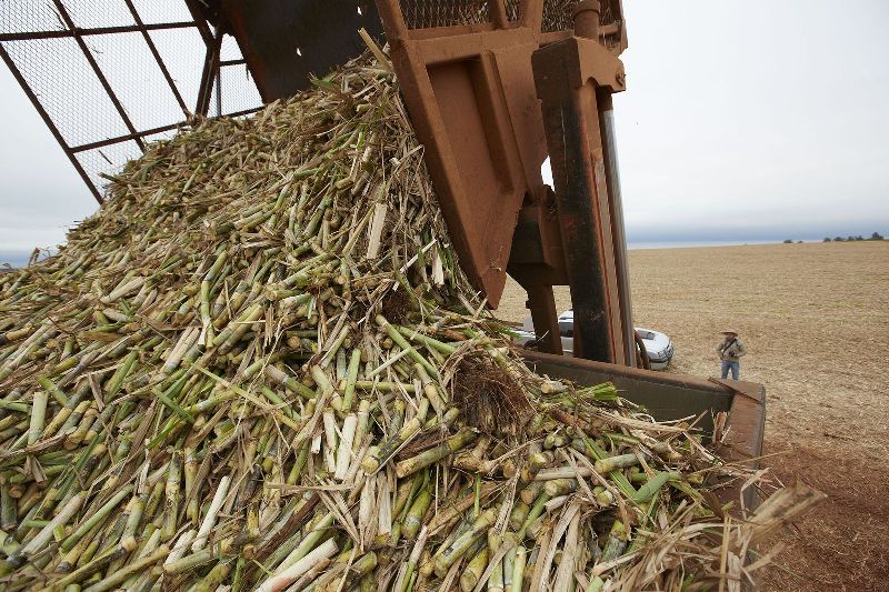 sugarcane waste