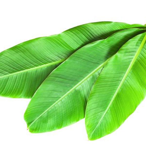 Organic Green Banana Leaves, Feature : Easy To Grow, Good Quality, Insect Free, Nice Aroma