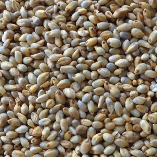 Pearl Millet Seed, Shelf Life : 12months