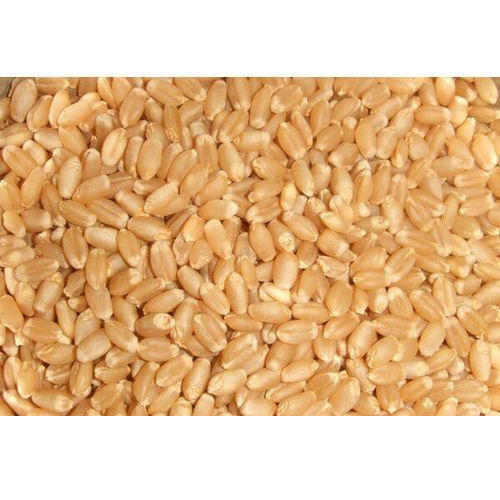 Organic wheat grains