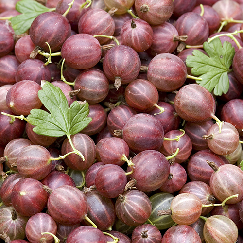 Fresh Gooseberry, Quality : Optimum