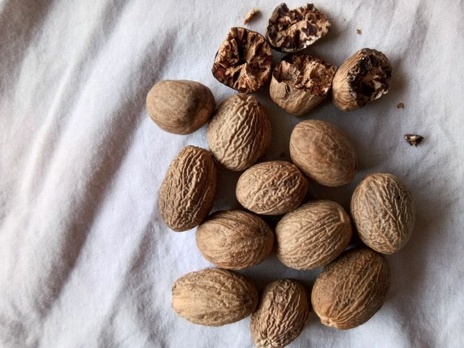 Dry Nutmeg, Form : Seed