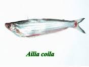 Ailia Coila Fish