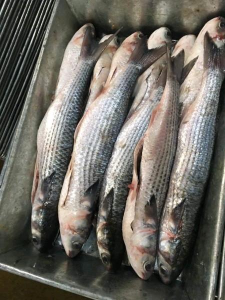 Grey Mullet