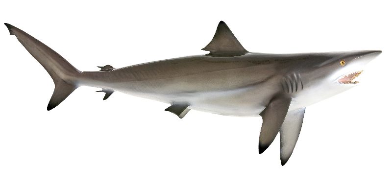 Shark Fish