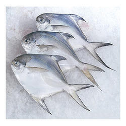 Silver Pomfret Super Fish