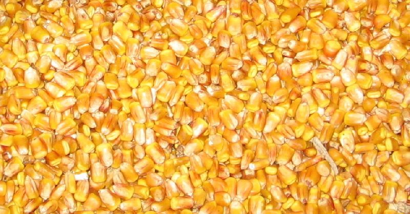 Food Grade Corn Seeds, for Making Popcorn, etc