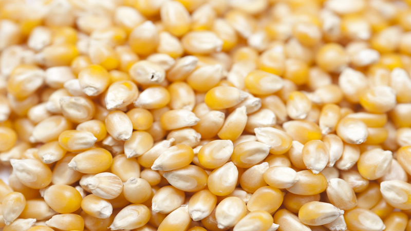 Organic Food Grade Maize Seeds, for Making Popcorn, etc, Packaging Type : Plastic Pouch, PP Bag
