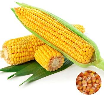 Organic Fresh Yellow Corn Seeds, for Making Popcorn, Animal food, etc