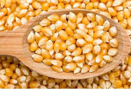 Loose Corn Seeds, for Making Popcorn, Animal food, etc