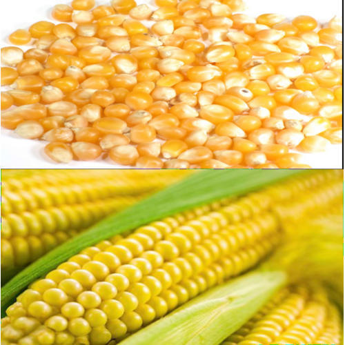 Natural Corn Seeds, for Making Popcorn, Animal food, etc, Style : Fresh