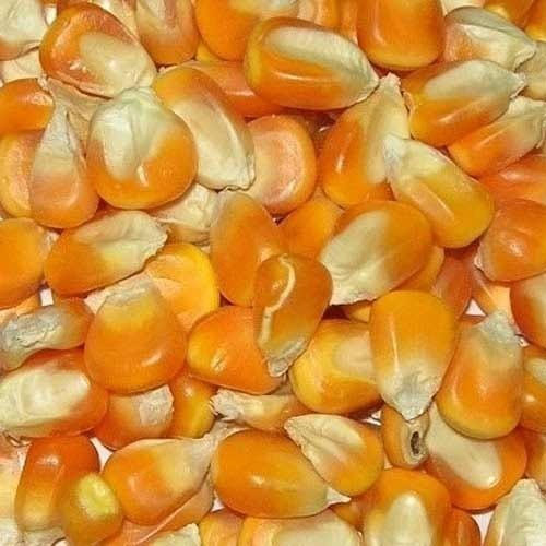 Organic Natural Maize Seeds, for Making Popcorn, Animal food, etc, Packaging Type : Plastic Bag, Jute Bag