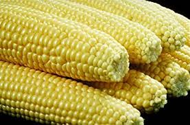 Organic Natural Yellow Corn Seeds, for Making Popcorn, Animal food, etc, Packaging Type : Loose