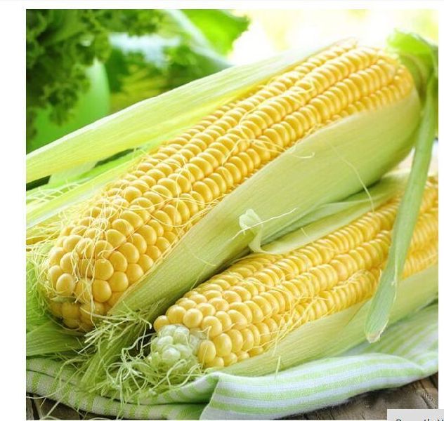 Raw Corn Seeds, For Making Popcorn, Animal Food, Etc, Style : Fresh