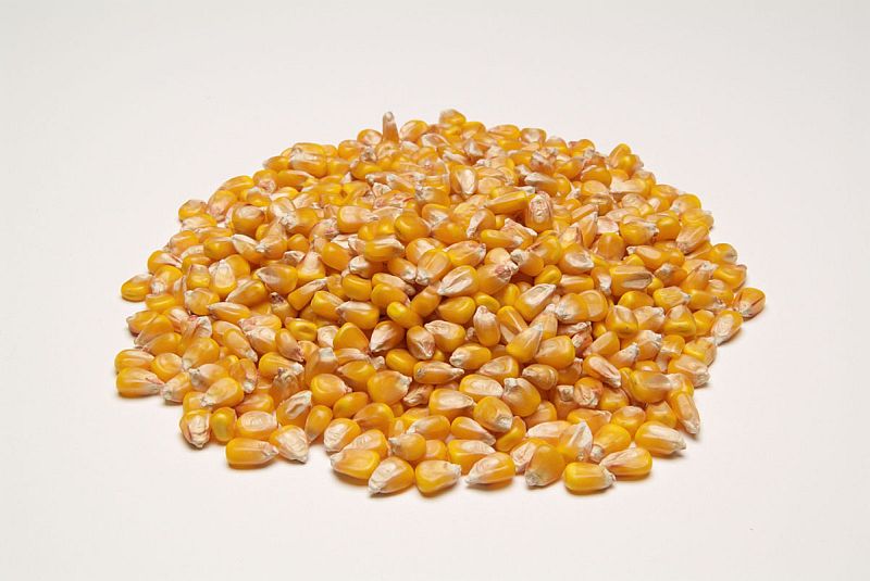 Yellow Corn Grain, for Making Popcorn, Animal food, etc, Style : Fresh
