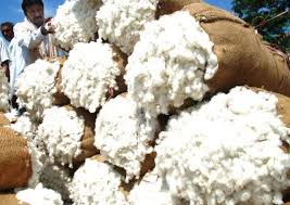 Raw Cotton Bale, Feature : Naturally processed
