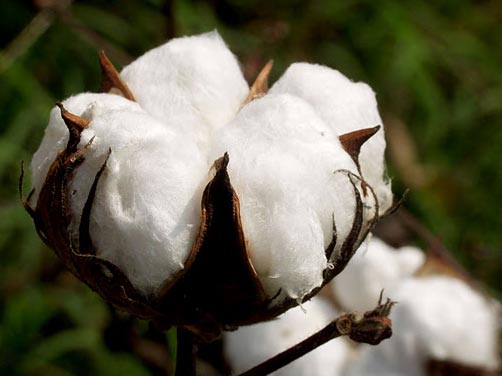 Indian Natural Raw Cotton