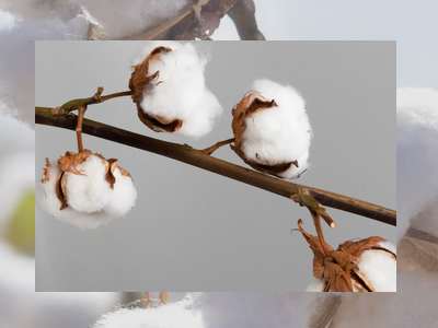 Pure Raw Cotton, Feature : Puffy, Soft