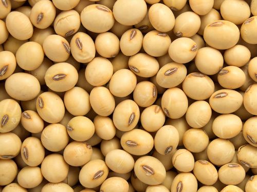 Soya Bean, Certification : FSSAI, HACCP