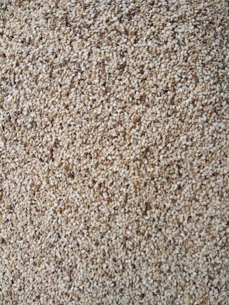 Sesame seeds, Certification : FDA Certified, Packaging Type : White