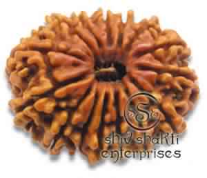 14 Mukhi Rudraksha