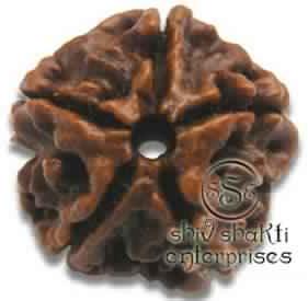 5 Mukhi Rudraksha