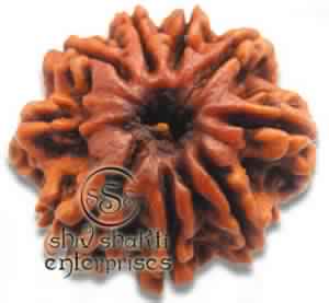 9 Mukhi Rudraksha