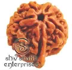 Ganesh Rudraksha