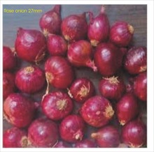 Common red onion, Certification : APEDA