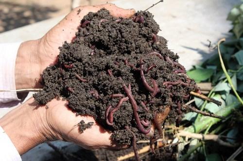 Pure Vermicompost, for Agriculture, Purity : 50 - 60 %
