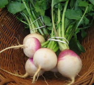 Fresh Turnip