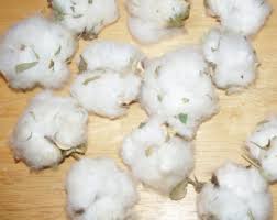 Raw Cotton Seeds