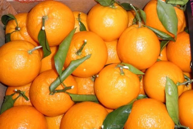 Fresh Mandarin Orange