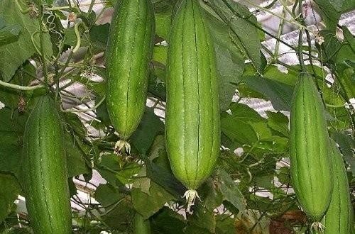 Organic Fresh Ridge Gourd