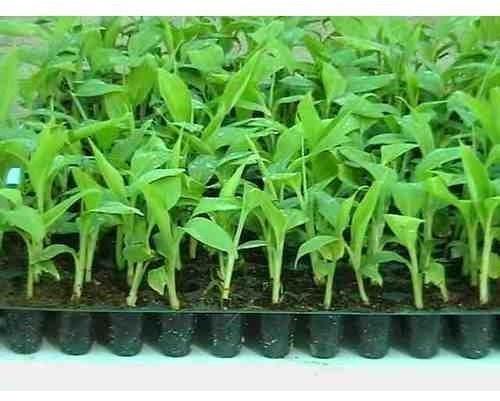 Banana Tissue Culture Plant